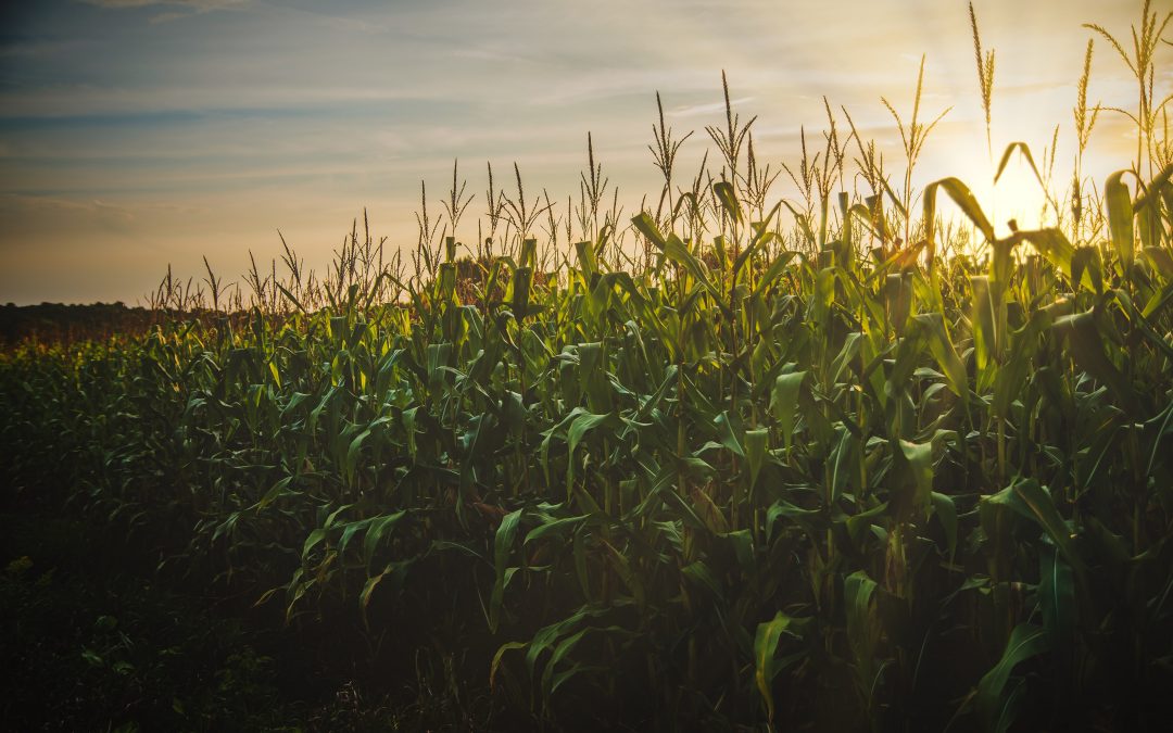 Brazil’s Neomille to build corn ethanol plant in Mato Grosso do Sul