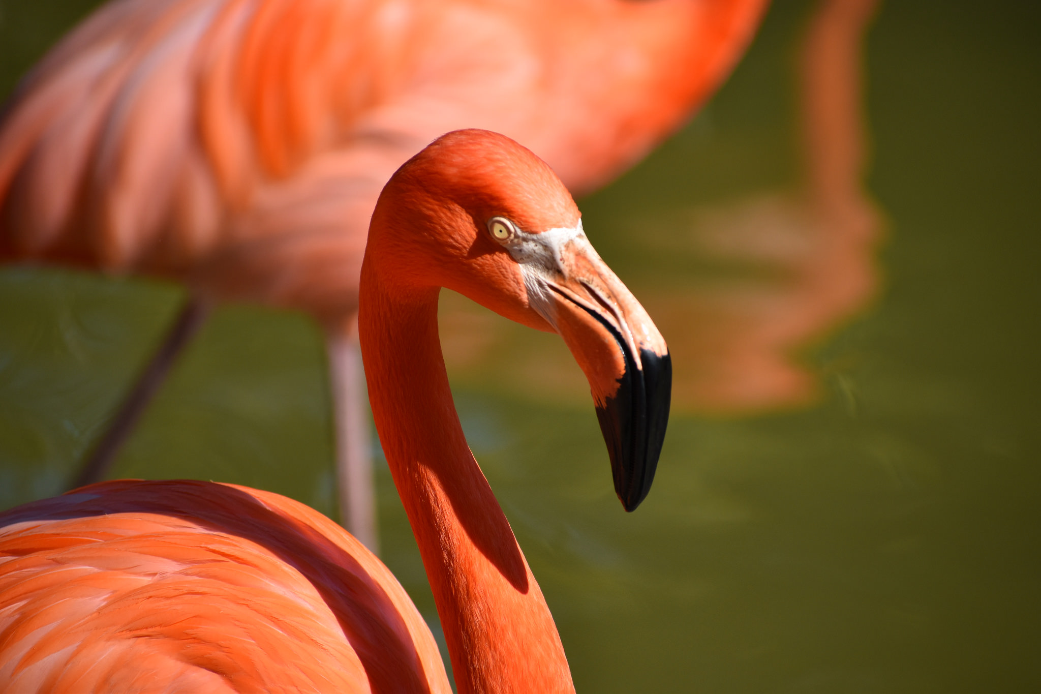 San Diego Zoo Turns To EDF Renewables For Energy Storage