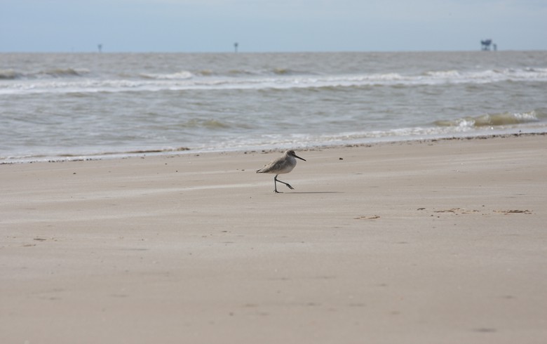 BOEM identifies 2 draft areas for offshore wind in Gulf of Mexico